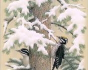 Three-toed Woodpecker - 威廉·齐默曼